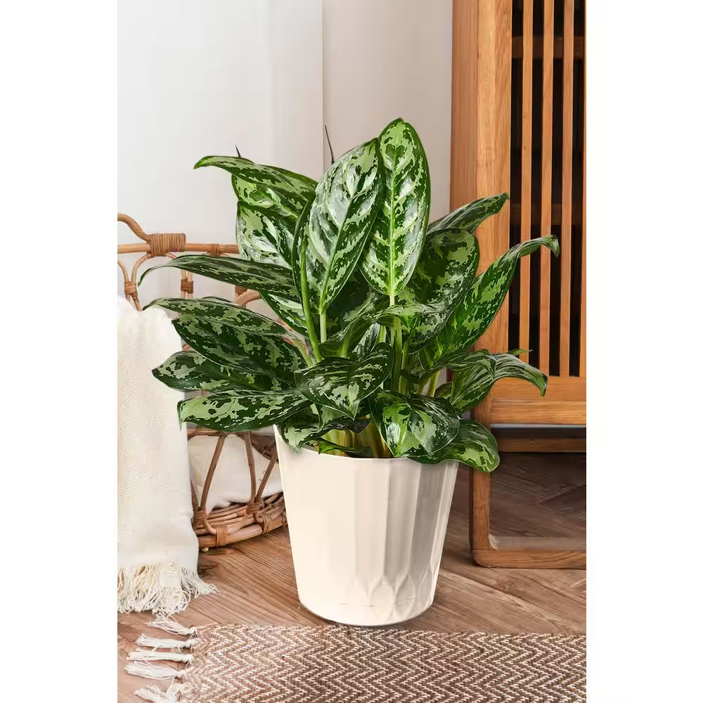 Concord Medium White Plastic Planter with Attached Saucer (10.6 In. L X 10.6 In. W X 9.4 In. H)