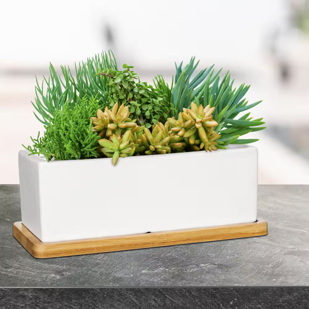 Nipp Medium White Ceramic Rectangle Planter with Attached Tray (9 In. L X 8.5 In. W X 3.4 In. H)